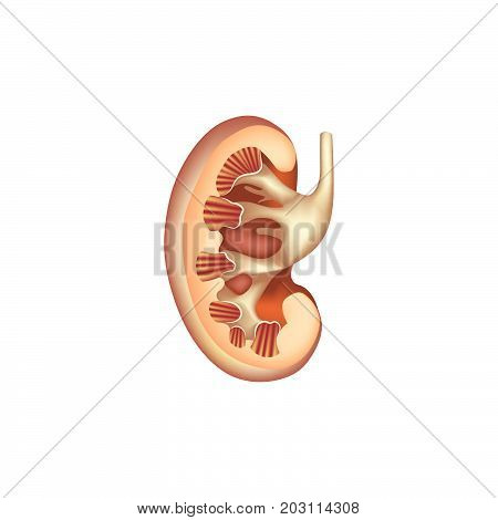 Kidney Cross Section Anatomy. Human Internal Organ Icon. Medical Digestive System Sign