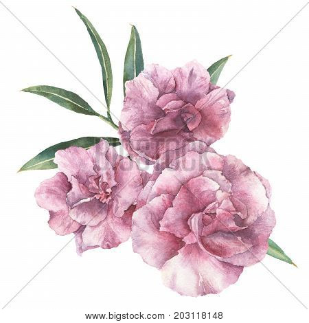 Watercolor floral bouquet. Hand painted oleander with leaves and branch isolated on white background. Botanical illustration for design, print, fabric