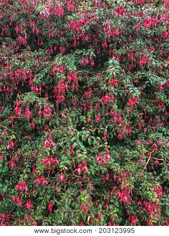 Fuschia Flowers Blooming In Ireland