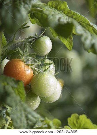 Growing the tomatoes. Unripe tomatoes in the vegetable garden.