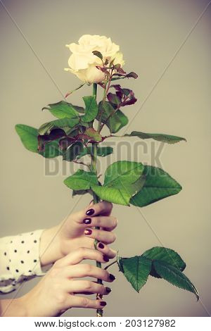 Female Hands Holds White Rose Flower