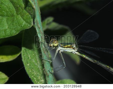Dragonfly sitting on a rope. Flying predatory insect. Macro.
