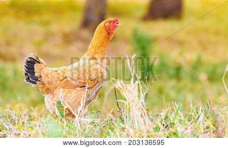 Brown Chicken Walking On The Green Lawn Of A Farm