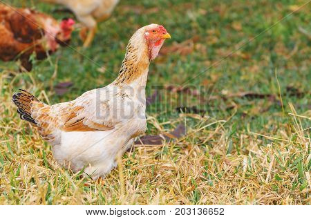 White Chicken On The Dry Pasture Of A Farm.