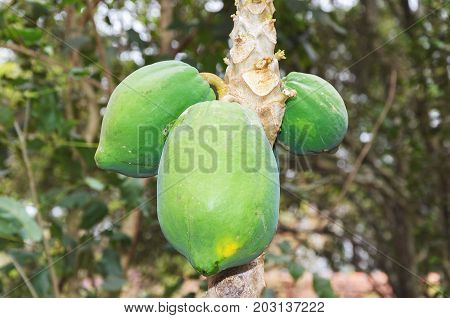 Three Ripening Papaya Fruits On The Tree