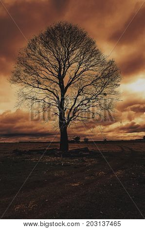 Sinister Landscape: Silhouette Of A Big Tree On A Cloudy Day
