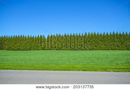 Green long untrimmed hedge on blue sky background with mowed lawn and asphalt road in front