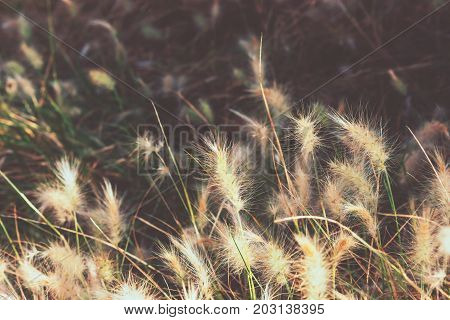 Fluffy dwarf burgundy bunny fountain grass in a park Spain. Wallpaper template inspirational image text ready. Autumn, fall atmosphere