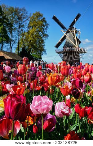 KEUKENHOF, NETHERLANDS - MAY 9, 2017: Blooming pink tulips flowerbed in Keukenhof garden, aka the Garden of Europe, one of the world largest flower gardens & windmill & tourists. Lisse, Netherlands
