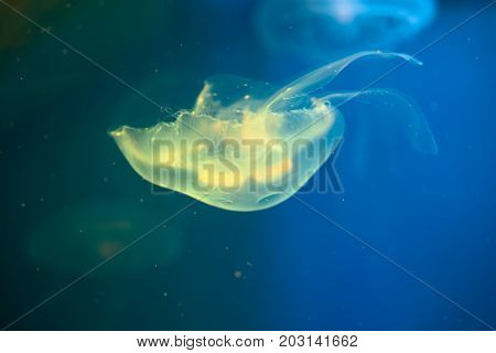 Colorful jellyfish in the natural environment. Blue background.