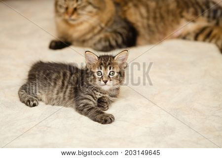 The kitten and mother cat lie on a soft blanket. Pets. Hypoallergenic breed of cats