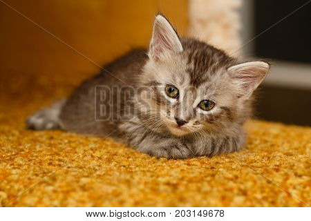 A cute little kitten is resting. Pets. Hypoallergenic breed of cats
