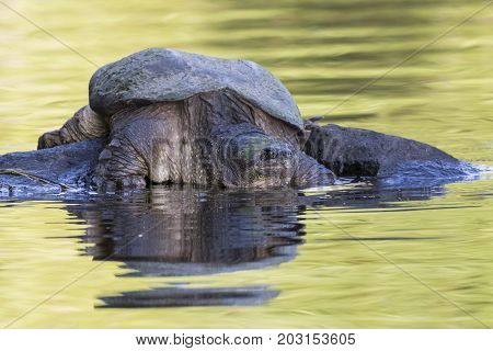 Large Common Snapping Turtle Basking On A Rock - Ontario, Canada