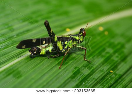 (Erianthus serratus) The Monkey grasshoppers ** note select focus with shallow depth of field