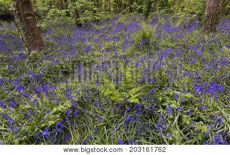 Lots of bluebells in a forest and fresh green fern at Godolphin of National Trust Cornwall England.
