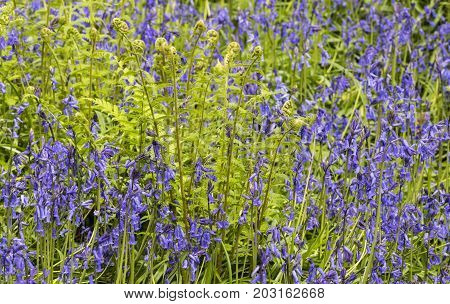 Lots of bluebells in a forest near a white dead branch at Godolphin Cornwall England.