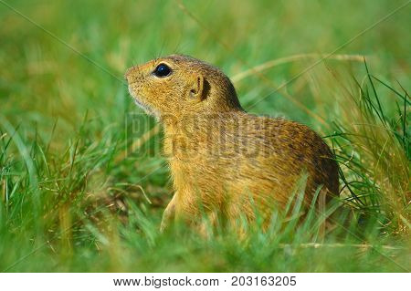 Cute European Ground Squirrel. Lovely Gnawer Feeding In Grass(spermophilus Citellus)