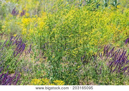 Different types of grass flowering in steppe fantastic natural landscape