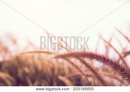 Nature grassland at outdoors with vintage tone.