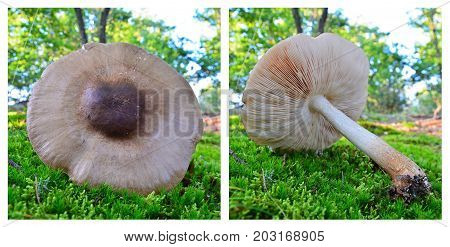 pluteus pellitus mushroom collage of two shots