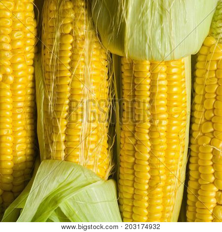 Corn corn in leaves against a white wooden table. Harvesting in the village. Stocks for the winter