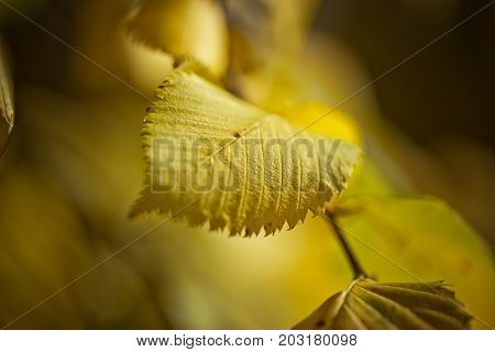 yellow autumn leaves hanging at sunset light very shallow focus