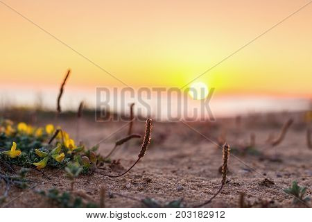 Minimalistic landscape of the macro sunset. Portugal