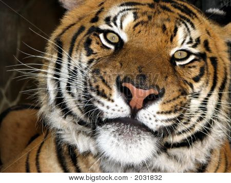 Tigre