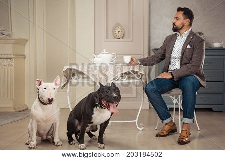 Man drinking tea at the table near Two dogs. Black pit bull or staphorshire terrier and white bulterrier are in the vintage interior. Studio shoot