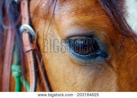 Close Up of a brown horse eye