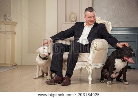 The man dog owner petting two dogs. Black pit bull or staphorshire terrier and white bulterrier are in the vintage interior. Dogs sitting on both sides of the white chair. Studio shoot