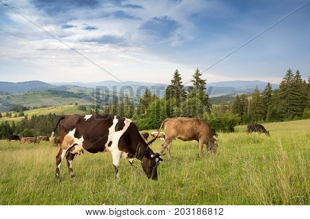 A herd of cows grazing in a grassland in a mountainous area