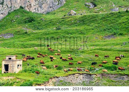 Cows grazing on beautiful green meadow in alps
