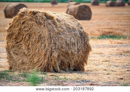 Rural background of dry straw in stacks lying in field