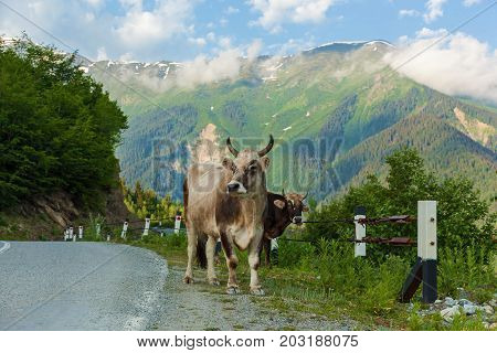 Beautiful cow standing on the road on a background of mountains near the village of Mestia, Georgia