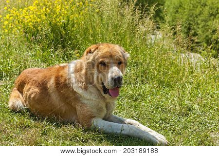Caucasian sheep dog for the guard of cattle in village Ushguli. Svaneti, Georgia