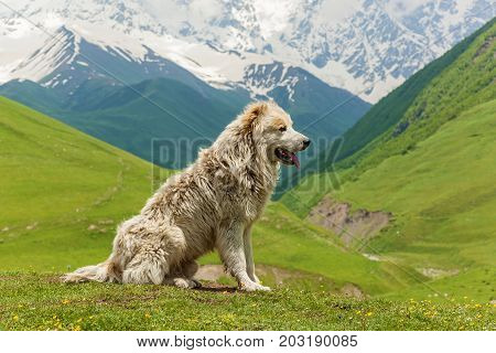 Caucasian sheep dog for the guard of cattle in village Ushguli. Svaneti, Georgia