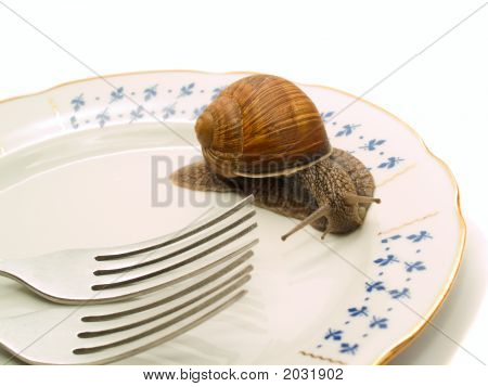 Schnecke und Platte
