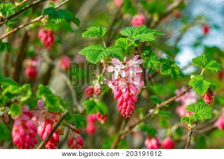 Ribes Flowering Currant In A Public Park