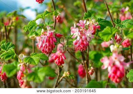 Ribes Flowering Currant In A Public Park