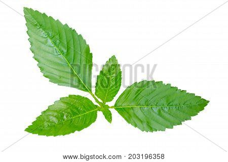 Green Leaves Isolated On White. Clippng Paths Included
