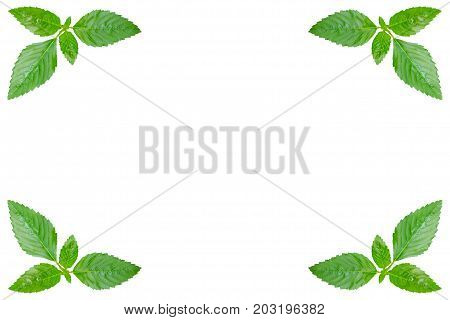 Green leaves isolated on white. Clippng paths included
