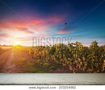 Red wine with barrel on vineyard in green Tuscany, Italy.