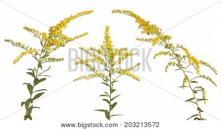 Like three kings these vibrant colored goldenrood flowers stand together on a white background.