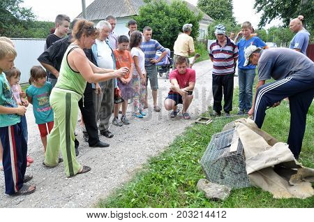 Shmankivchyky - Ukraine - 29 June 2016. The villagers caught an unknown animal which is popularly called Chupacabra. This beast killed many people in rabbits and poultry