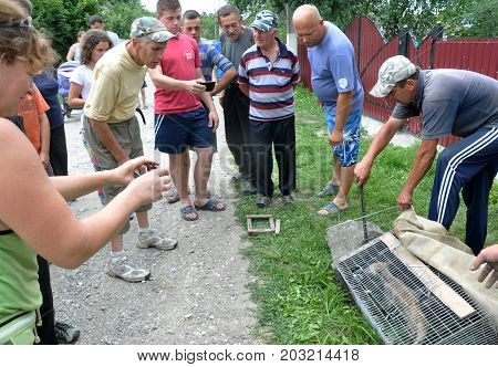 Shmankivchyky - Ukraine - 29 June 2016. The villagers caught an unknown animal which is popularly called Chupacabra. This beast killed many people in rabbits and poultry.