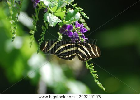 Scenic Look at a Zebra Butterfly in the Spring