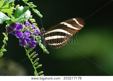 Scenic Shot of a Zebra Buterfly on a Flower