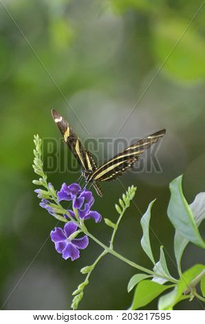 Lovely Image of a Zebra Butterfly in the Spring