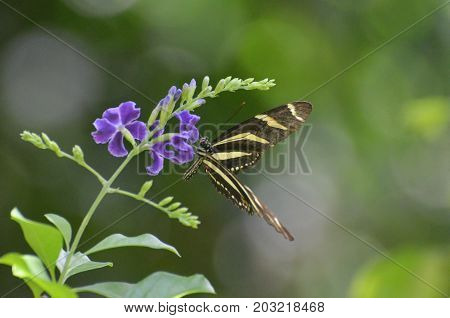 Lovely Close Up of a Zebra Butterfly on a Flower
